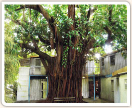 P�tio do CVI-Rio mostrando a grande �rvore que cobre a estrutura dos cont�ineres.
