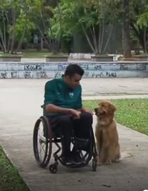 Campanha arrecada doação para treinar cães que ajudam cadeirantes