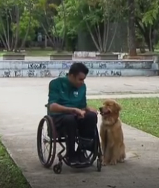 Campanha arrecada doação para treinar cães que ajudam cadeirantes